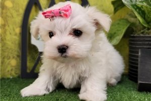 Maisy - Maltese for sale