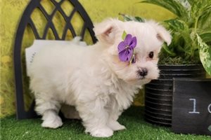 Marla - Maltese for sale