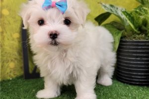 Mariah - Maltese for sale