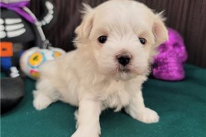 Chad - Maltese for sale