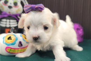 Chrissy - Maltese for sale
