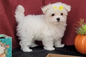 Marla - Maltese for sale