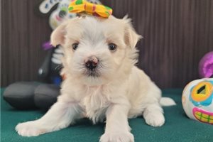 Cali - Maltese for sale