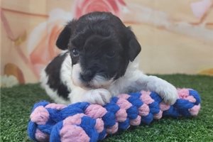 Laura - Poodle, Toy for sale