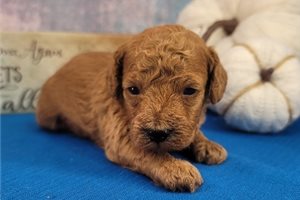 Reed - Poodle, Toy for sale