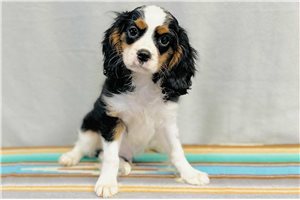 Turner - Cavalier King Charles Spaniel for sale