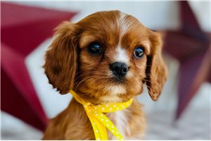 Falstaff - puppy for sale