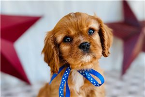Romeo - puppy for sale