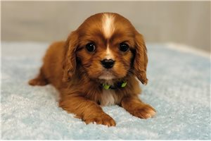 Everett - puppy for sale