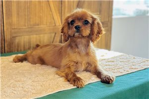 Emmie - Cavalier King Charles Spaniel for sale