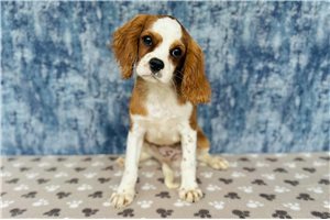 Travis - Cavalier King Charles Spaniel for sale