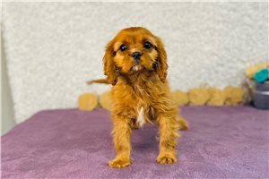 Emmie - Cavalier King Charles Spaniel for sale