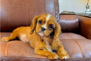 Everett - Cavalier King Charles Spaniel for sale