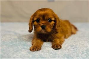 Emmie - Cavalier King Charles Spaniel for sale