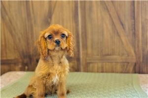 Emmie - Cavalier King Charles Spaniel for sale
