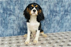 Phoenix - Cavalier King Charles Spaniel for sale