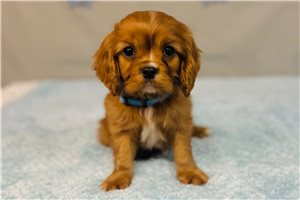 Elias - puppy for sale