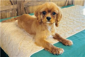 Elias - Cavalier King Charles Spaniel for sale
