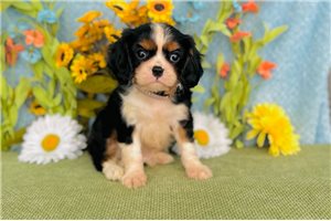 Peter - Cavalier King Charles Spaniel for sale
