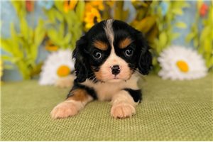 Patrick - Cavalier King Charles Spaniel for sale