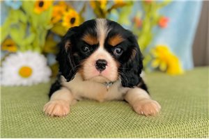 Parker - Cavalier King Charles Spaniel for sale