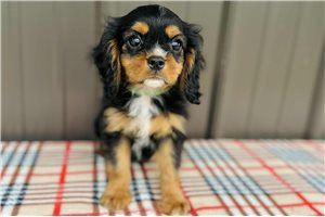 Sarge - Cavalier King Charles Spaniel for sale