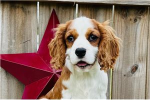 Shelly - Cavalier King Charles Spaniel for sale