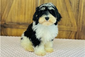 Iker - Cavapoo for sale