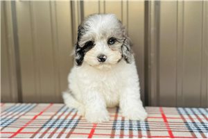 Basil - puppy for sale