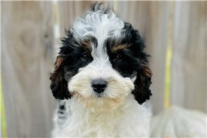Tundra - Cavapoo for sale