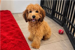Tessa - Cavapoo for sale