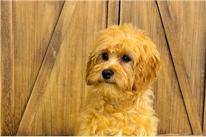Bodie - Cavapoo for sale