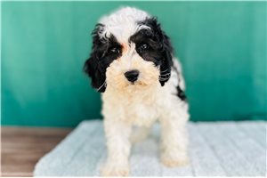 Isabella - Cavapoo for sale