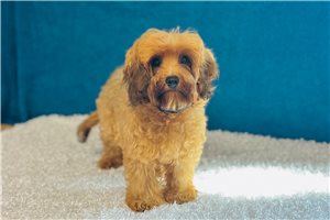 Theodore - Cavapoo for sale