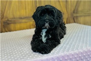 Irene - Cavapoo for sale