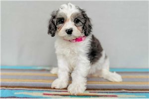 Bridgette - Cavapoo for sale
