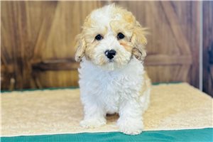 Isaiah - Cavapoo for sale