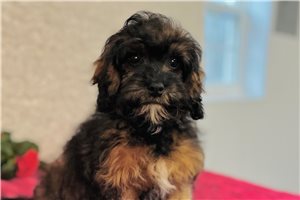 Dora - puppy for sale