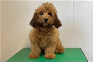 Tessa - Cavapoo for sale