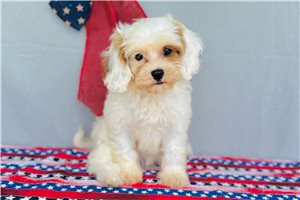 Evelyn - puppy for sale