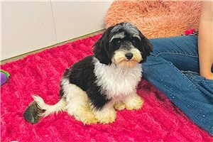 Iker - puppy for sale