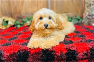Molly - Cavapoo for sale
