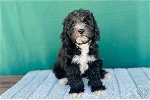Isaac - Cavapoo for sale