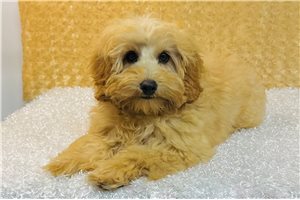 Pyro - Cavapoo for sale