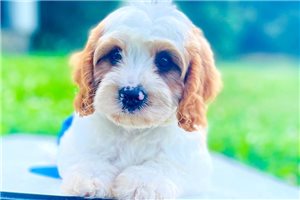Fernando - Cavapoo for sale