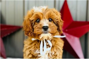 Cruz - puppy for sale