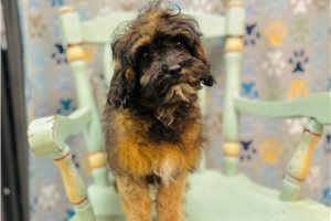 Dora - Cavapoo for sale