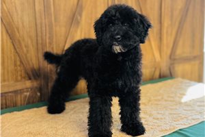 Aaron - Cavapoo for sale