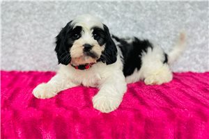 Sheldon - Cavapoo for sale