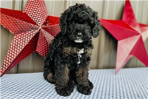 Edmund - puppy for sale